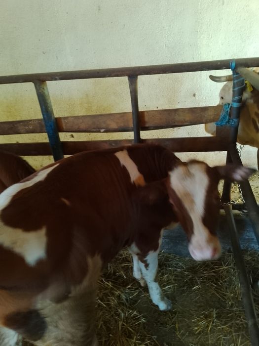 Vînd trei tauri bălțați