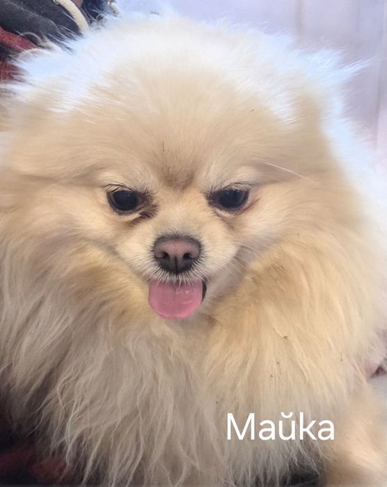 Померан  Померан