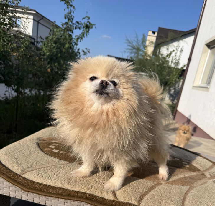 Pomeranian Cu pedigree