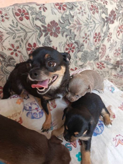 Очаровательные щенки чиахуа