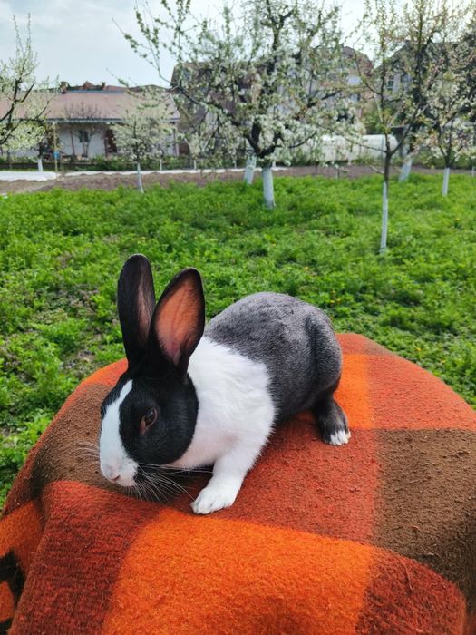 iepuri hycol francez,uriasi german