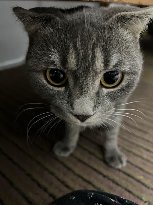 Skotsh fold o’g’il bola