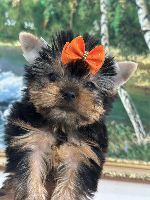 Милые щеночки цоркширского терьера