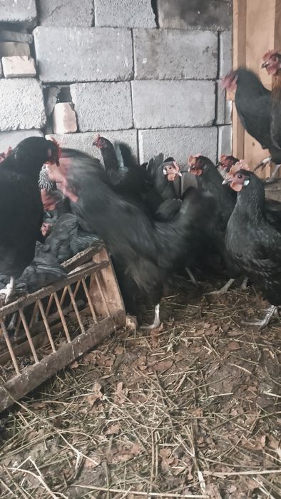 тауықтар    сатылады