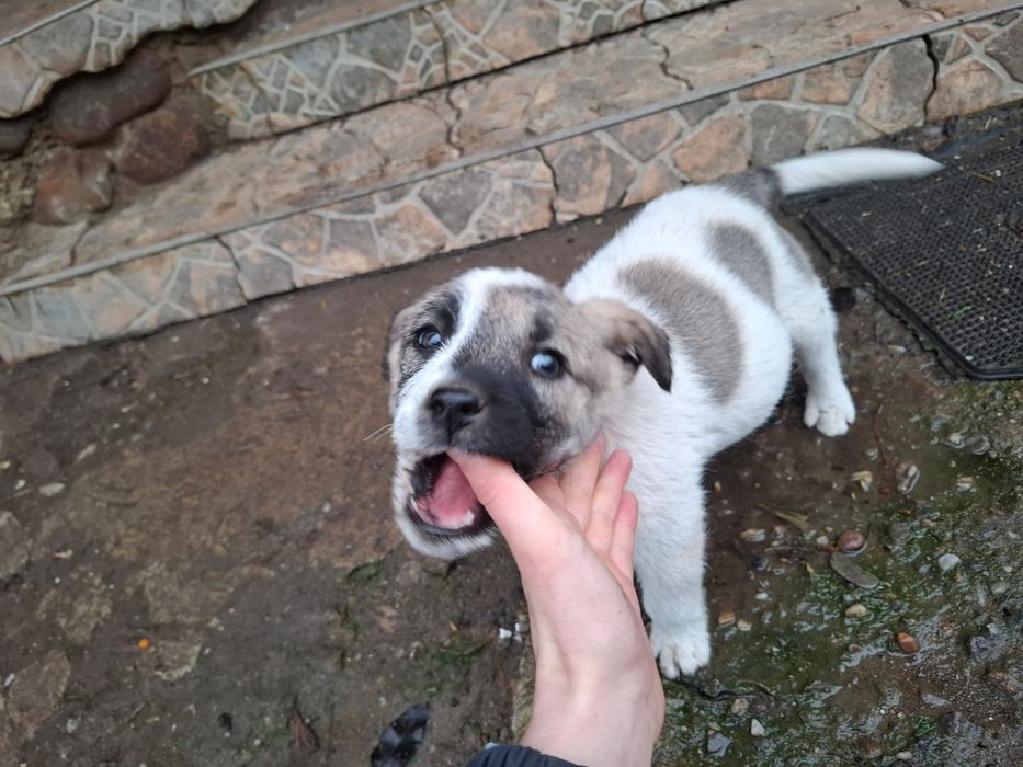 Adopție cățeluşă ciobănesc  abandonată