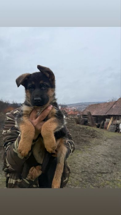 Ciobănesc german cu pedigre