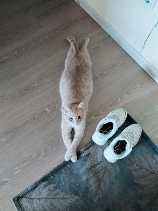 Кот персик,ищет дом!