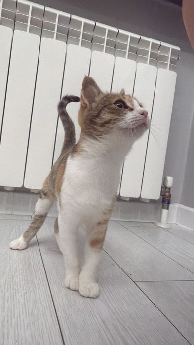 Кошка в добрые руки