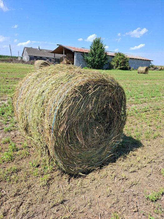 Vand baloți de fan lucerna