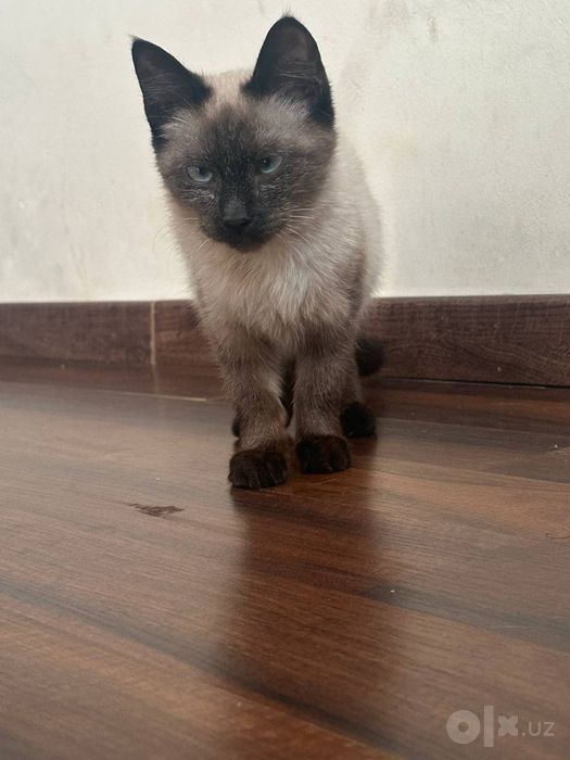 Котенок сиамский