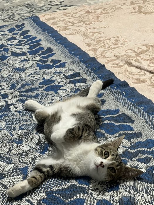 Домашние котята, отдам в хорошие руки