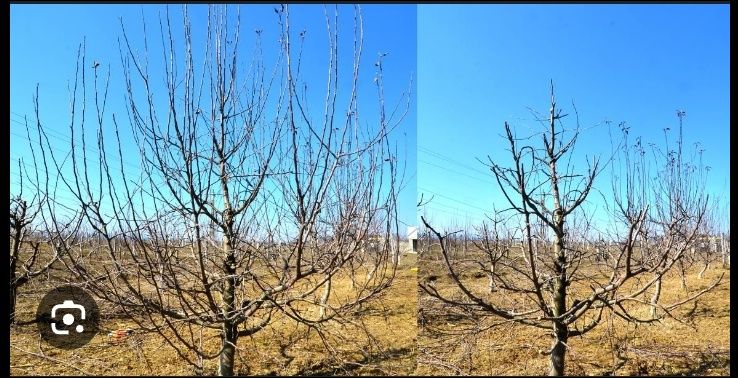 Toaletare pomi fructiferi