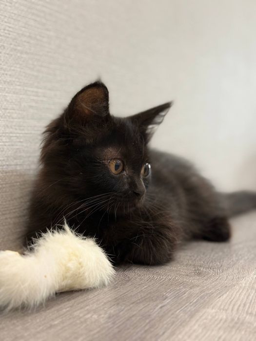 Котенок ищет дом