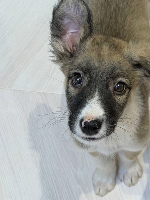 Щеночки ищут свои семьи!