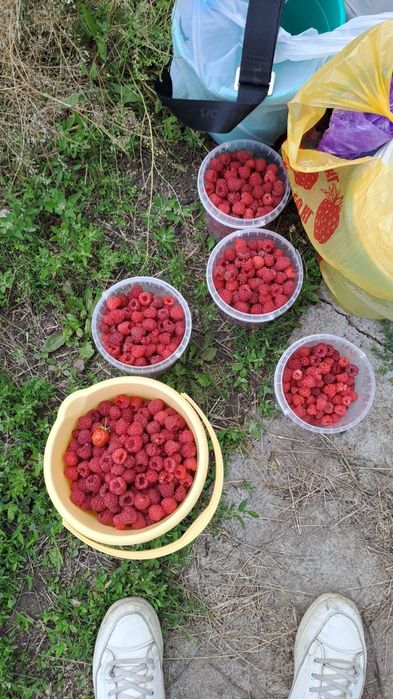 Продам дачную малину