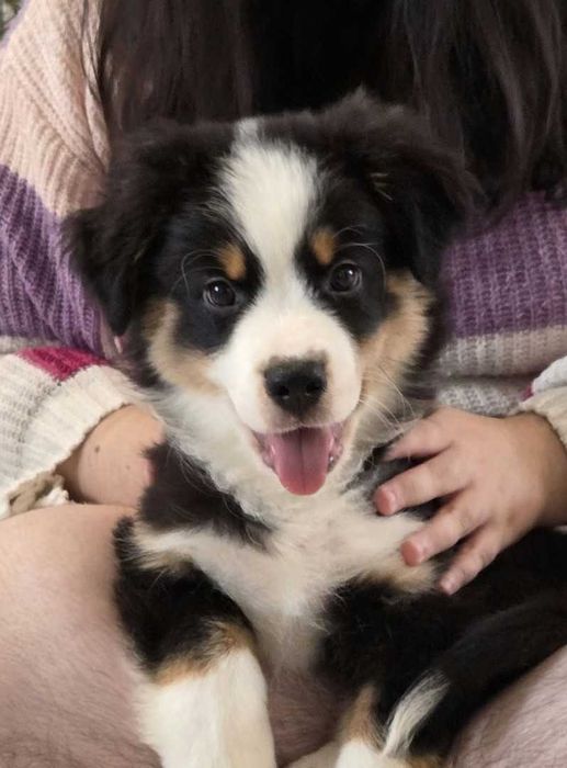 Miniature American Shepherd (mini Australian Shepherd) cu pedigee