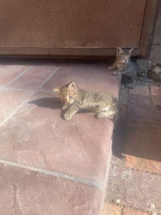 Отдам котят девочки один месяц