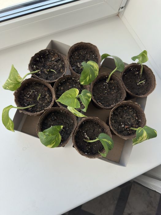 Малыши сциндапсуса