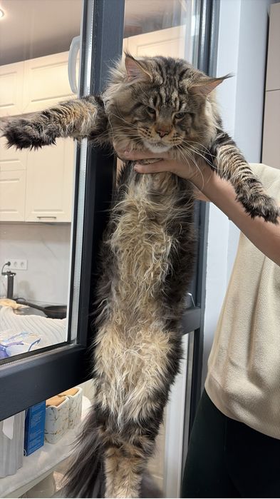 Шикарные котята мейн куны