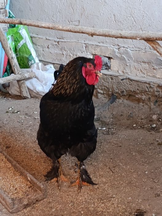 Bramo va qora shaxzoda xurozlari 3.5-4 kg xar birsi