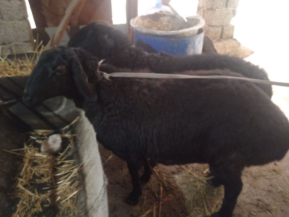 Nasldor Qirgiz qora qoy bogoz sogliq кой Киргиз  кой богоз 2 кат