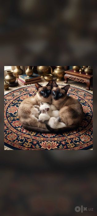 Котятки сиамские домашние