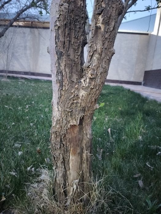 Үйден шыққан ағаш отын