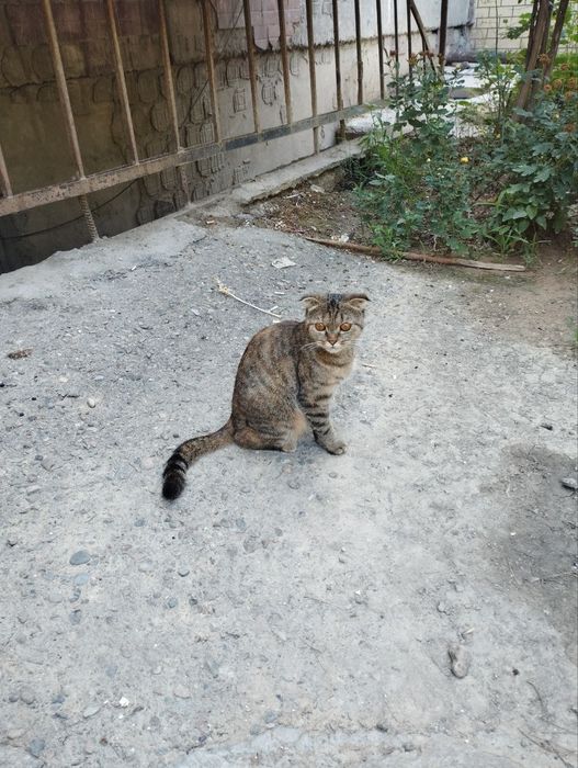 Кошечка Вислоухая