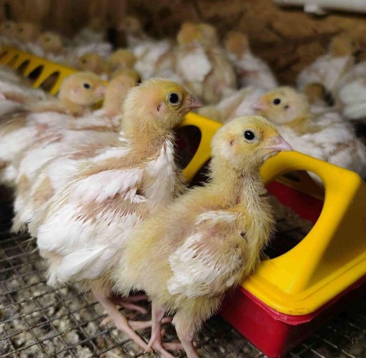 Bedana jo‘jasiga zakaz olamiz