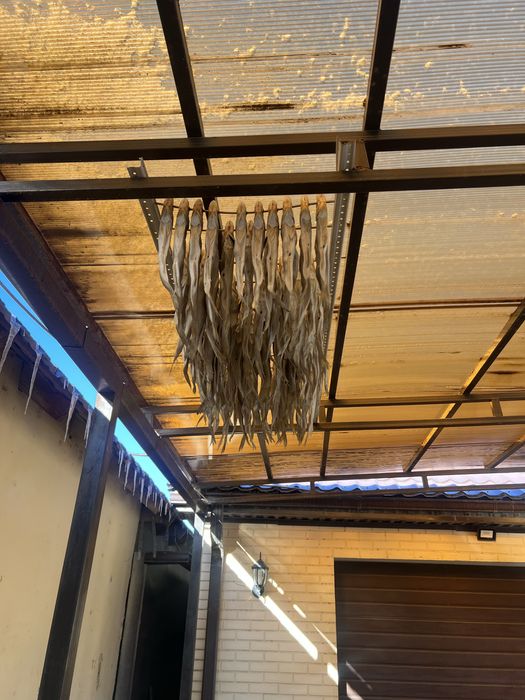 Рыба судак вяленый сушеный малосоль