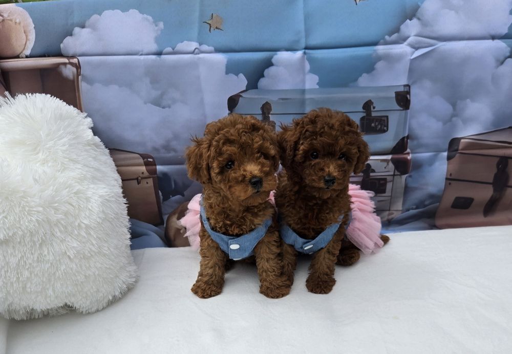 Пудел той Poodle toy с родословие