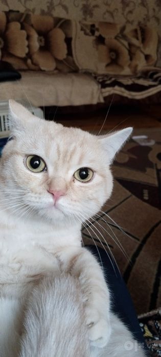 Вязкая с золотистая шиншила!