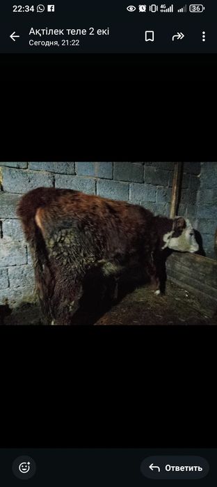 Продается телка белоголовая