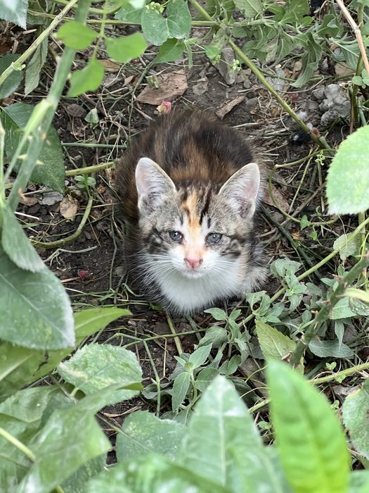 Отдам котят добрым людям