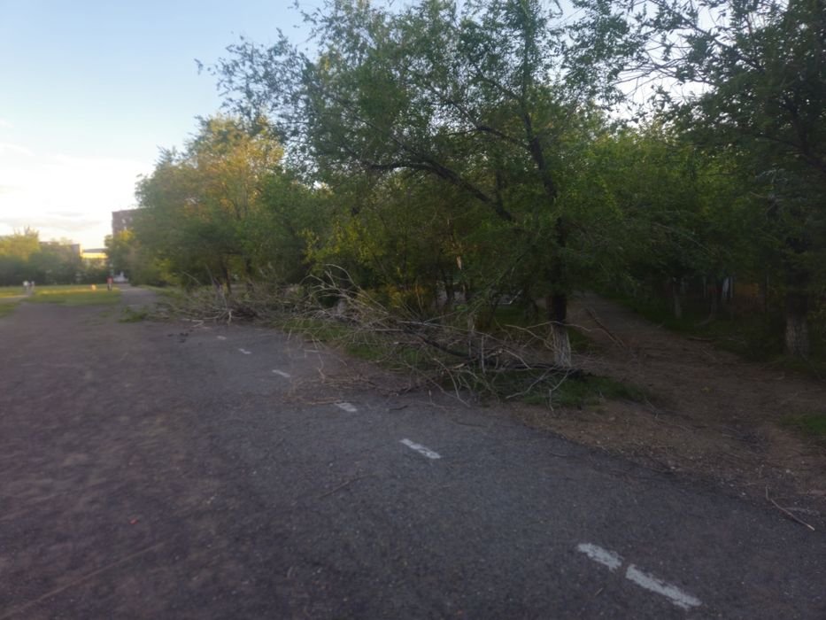 Дрова бесплатно сомавывоз