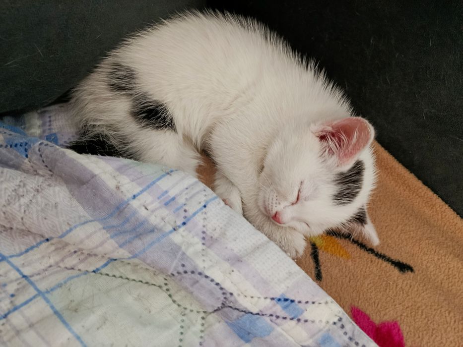 Отдам котенка в хорошие руки!