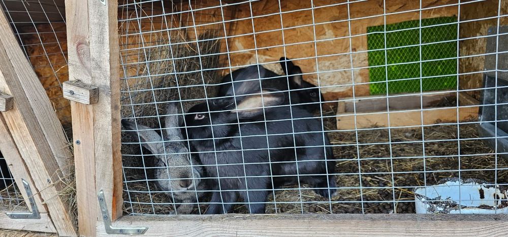 Крольчихи крупные.