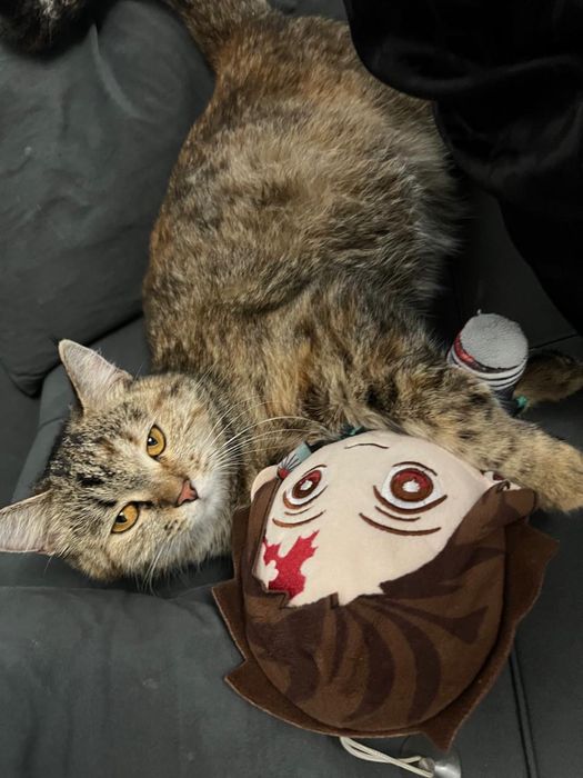 Срочно кошка и два котенка