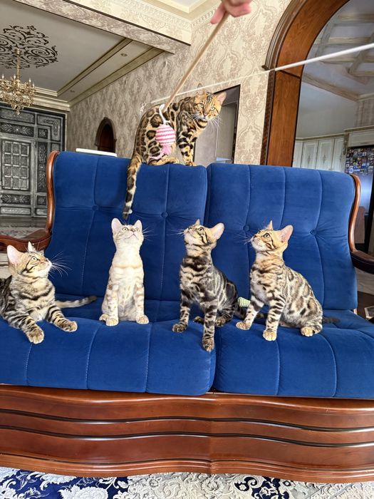Продаются бенгальские котята