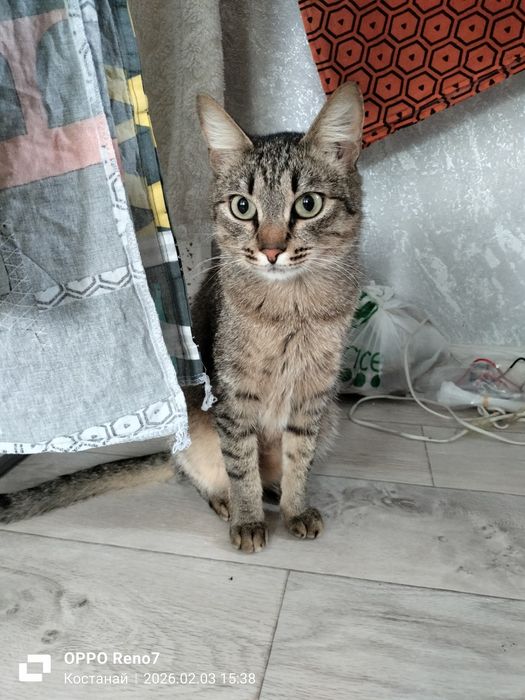 Котик в добрые ручки