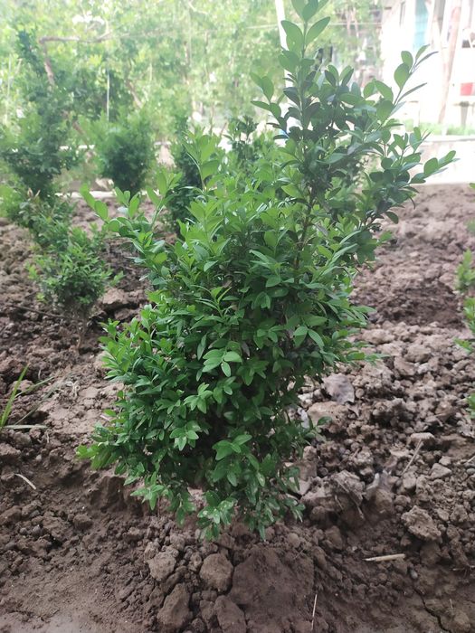 Shamshod Click 4-5 yillik