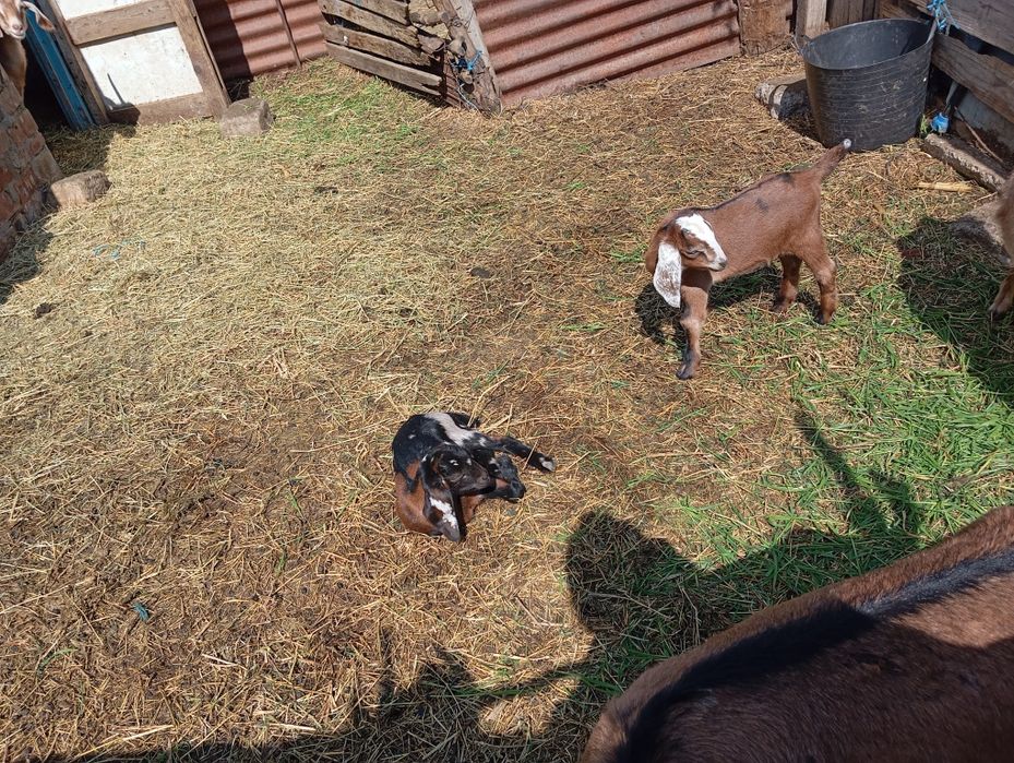 Țăpișor și capra anglonubian