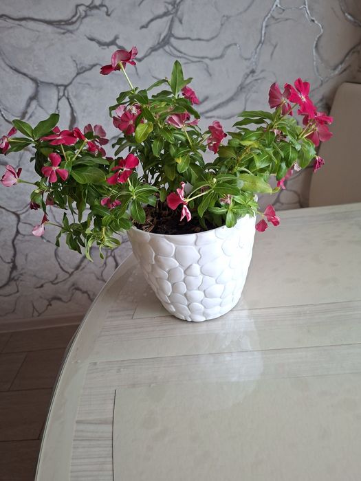 Домашний Катарантус