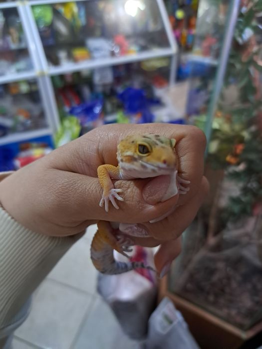 Эублефары в зоомагазине