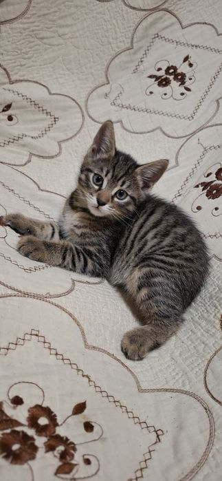 Котята, мальчик, в добрые руки