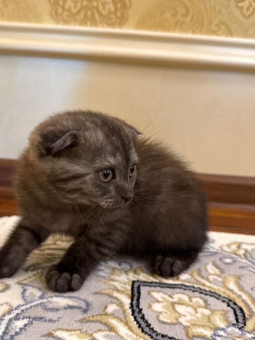 Шотландский вислоухий котёнок (Scottish Fold), 2 месяца