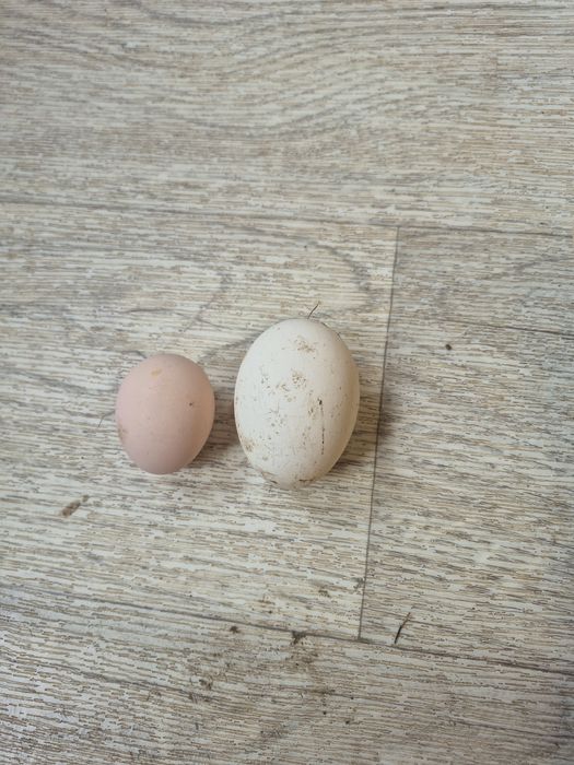 Продажа яйцо на инкубацию