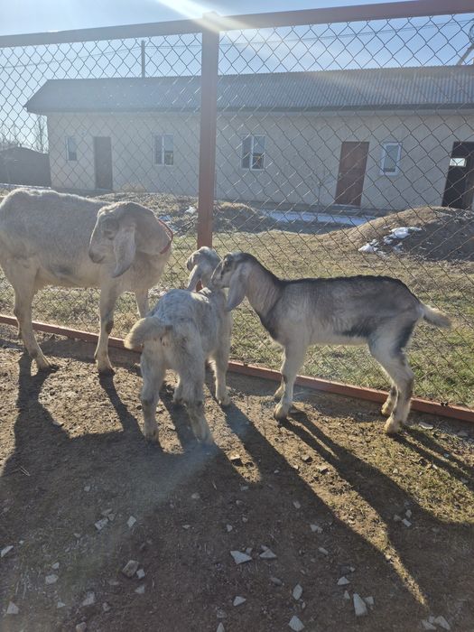 Козы англонубийские