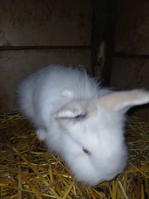 Vând/Schimb iepuri cap de leu