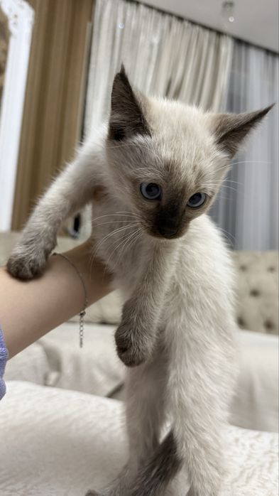 Отдадим в хорошие руки котят